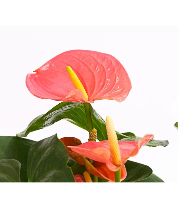 Große Flamingoblume - Anthurium Andreanum 'Adios', Verschiedene Sorten 8 Große Flamingoblume - Anthurium Andreanum 'Adios', Verschiedene Sorten – Bild 6