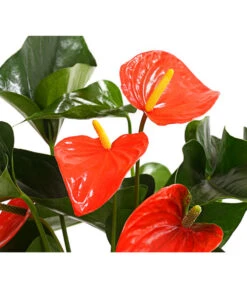 Große Flamingoblume - Anthurium Andreanum 'Adios', Verschiedene Sorten 20 Große Flamingoblume - Anthurium Andreanum 'Adios', Verschiedene Sorten -Pflanzenglück Geschäft 8736266 WE DE 002 AnthurieAnthuriumAdios5FarbmixT17DehnerExpressHerzig