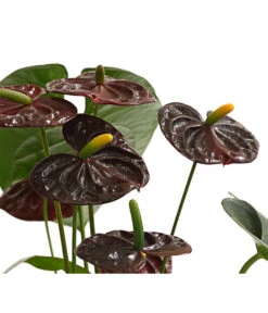Große Flamingoblume - Anthurium Andreanum 'Adios', Verschiedene Sorten 21 Große Flamingoblume - Anthurium Andreanum 'Adios', Verschiedene Sorten -Pflanzenglück Geschäft 8736266 WE DE 003 AnthurieAnthuriumAdios5FarbmixT17DehnerExpressHerzig
