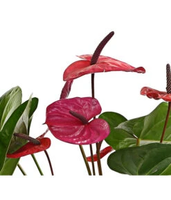 Große Flamingoblume - Anthurium Andreanum 'Adios', Verschiedene Sorten 22 Große Flamingoblume - Anthurium Andreanum 'Adios', Verschiedene Sorten -Pflanzenglück Geschäft 8736266 WE DE 004 AnthurieAnthuriumAdios5FarbmixT17DehnerExpressHerzig