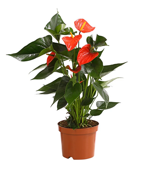 Große Flamingoblume - Anthurium Andreanum 'Adios', Verschiedene Sorten 4 Große Flamingoblume - Anthurium Andreanum 'Adios', Verschiedene Sorten – Bild 2