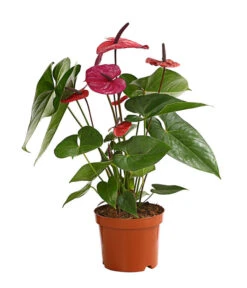 Große Flamingoblume - Anthurium Andreanum 'Adios', Verschiedene Sorten 17 Große Flamingoblume - Anthurium Andreanum 'Adios', Verschiedene Sorten -Pflanzenglück Geschäft 8736266 WE FS 004 AnthurieAnthuriumAdios5FarbmixT17DehnerExpressHerzig