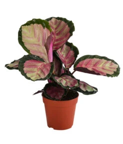 Korbmarante - Calathea Roseopicta 'Silvia'