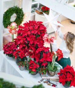 Amaryllis - Hippeastrum-Hybride 18 Amaryllis - Hippeastrum-Hybride -Pflanzenglück Geschäft 874704 WE MO 001 WeihnachtsblueherRot