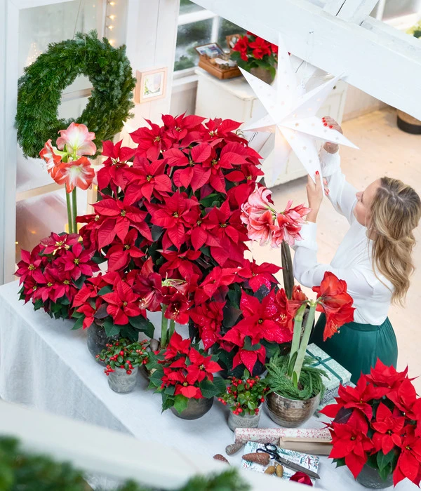 Amaryllis - Hippeastrum-Hybride 9 Amaryllis - Hippeastrum-Hybride – Bild 7