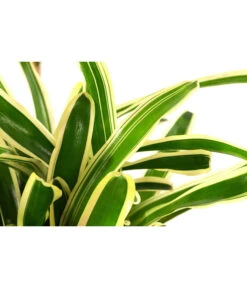 Neoregelie - Neoregelia Hybride 'Fireball' 7 Neoregelie - Neoregelia Hybride 'Fireball' -Pflanzenglück Geschäft 8755290 PR DE 001 NeoregeliaFireballvariegataT15DehnerExpressHerzig