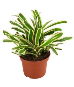 Neoregelie - Neoregelia Hybride 'Fireball'