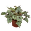 Blattbegonie - Begonia Rex-Hybride 'Asian Tundra' -Pflanzenglück Geschäft 8761017 WE FS 001 BegoniaAsianTundra Blattbegonie