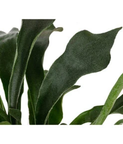 Geweihfarn - Platycerium Bifurcatum 7 Geweihfarn - Platycerium Bifurcatum -Pflanzenglück Geschäft 8764888 WE DE 002 PlatyceriumBifurcatumT12