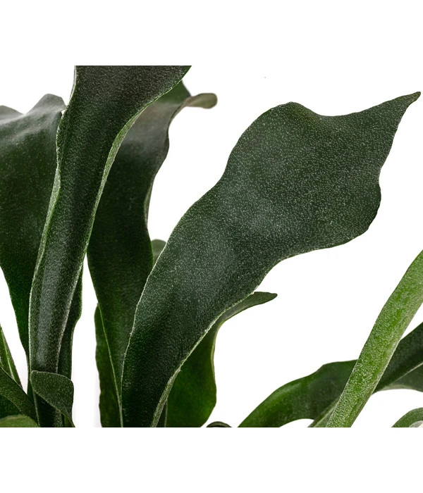 Geweihfarn - Platycerium Bifurcatum 5 Geweihfarn - Platycerium Bifurcatum – Bild 3