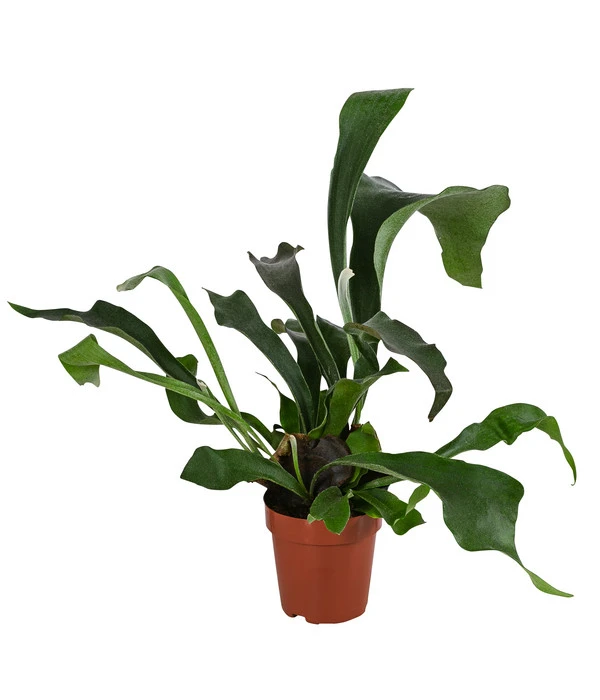 Geweihfarn - Platycerium Bifurcatum 3 Geweihfarn - Platycerium Bifurcatum