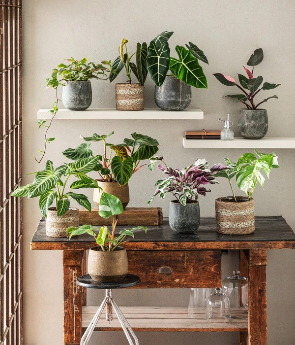 Pfeilblatt - Alocasia Micholitziana 'Frydek' 4 Pfeilblatt - Alocasia Micholitziana 'Frydek' – Bild 2