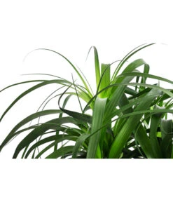 Elefantenfuß, In Seegras-Korb -Pflanzenglück Geschäft 8772998 WE DE 001 BeaucarneaT24 MonatsangebotJanuar2022 DehnerExpressHerzig