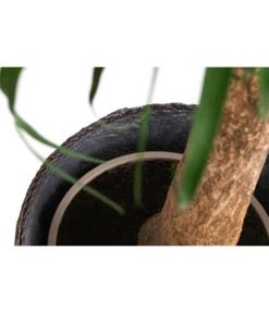 Elefantenfuß, In Seegras-Korb -Pflanzenglück Geschäft 8772998 WE DE 002 BeaucarneaT24 MonatsangebotJanuar2022 DehnerExpressHerzig