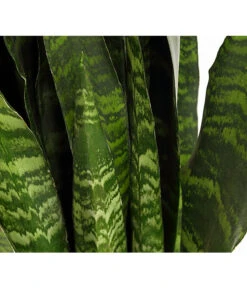 Bogenhanf - Sansevieria 'Black Coral' 11 Bogenhanf - Sansevieria 'Black Coral' -Pflanzenglück Geschäft 8776155 PR DE 001 SansevieriaBlackCoralT21DehnerExpressHerzig