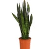 Bogenhanf - Sansevieria 'Black Coral' -Pflanzenglück Geschäft 8776155 PR FS 001 SansevieriaBlackCoralT21DehnerExpressHerzig