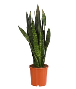 Bogenhanf - Sansevieria 'Black Coral'