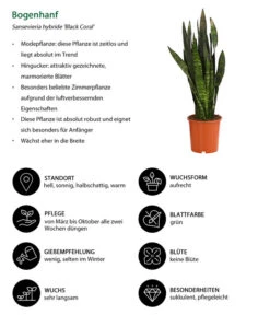 Bogenhanf - Sansevieria 'Black Coral' 10 Bogenhanf - Sansevieria 'Black Coral' -Pflanzenglück Geschäft 8776155 WE IG 001 BogenhanfSansevieriaBlackCoralT21DehnerExpressHerzig