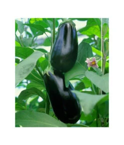 Dehner Gourmet Garten Aubergine, Veredelt 9 Dehner Gourmet Garten Aubergine, Veredelt -Pflanzenglück Geschäft 8830051 BildFS 001 AubergineCarmenGgAubergineCarmen