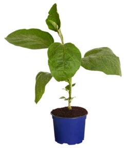 Bestseller -Pflanzenglück Geschäft 8830051 WE FS 001 AubergineCarmenT12DehnerExpressZS