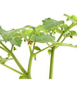 Dehner Ananaskirsche Physalis 13 Dehner Ananaskirsche Physalis -Pflanzenglück Geschäft 8830069 WE DE 001 AnanaskirschePhysalisPhysalisPreciosaT12DehnerExpressHerzig