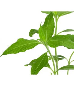 Topinambur 11 Topinambur -Pflanzenglück Geschäft 8830184 WE DE 001 Topinambur