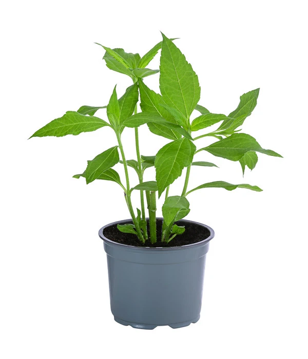 Topinambur 4 Topinambur – Bild 2