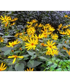 Topinambur 9 Topinambur -Pflanzenglück Geschäft 8830184 WE MO 001 Topinambur