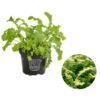 Bio Wasabi Rauke Im Pottburri®-Topf 2 Bio Wasabi Rauke Im Pottburri®-Topf -Pflanzenglück Geschäft 8830291 WE FS 001 BioPBWasabiRaukePottburri DehnerExpresssHerzig