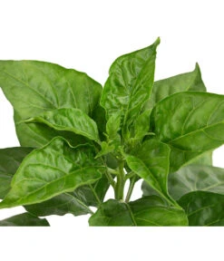 Chili 'Habanero', Rot -Pflanzenglück Geschäft 8830333 WE DE 002 ChiliHabaneroRot