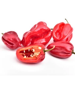 Chili 'Habanero', Rot -Pflanzenglück Geschäft 8830333 WE FS 001 ChiliHabaneroRot