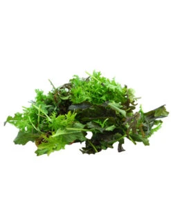 Bio Asia Wildkräuter Im Pottburri®-Topf 9 Bio Asia Wildkräuter Im Pottburri®-Topf -Pflanzenglück Geschäft 8830473 WE DE 002 BioPBAsiaWildkraeuter