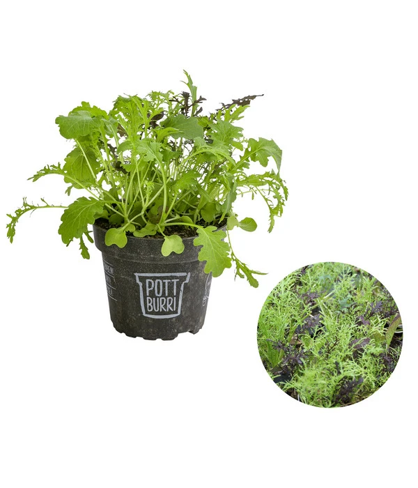 Bio Asia Wildkräuter Im Pottburri®-Topf 3 Bio Asia Wildkräuter Im Pottburri®-Topf