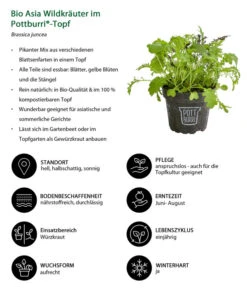 Bio Asia Wildkräuter Im Pottburri®-Topf 8 Bio Asia Wildkräuter Im Pottburri®-Topf -Pflanzenglück Geschäft 8830473 WE IG 001 BioAsiaWildkraeuterimPottburriTopf