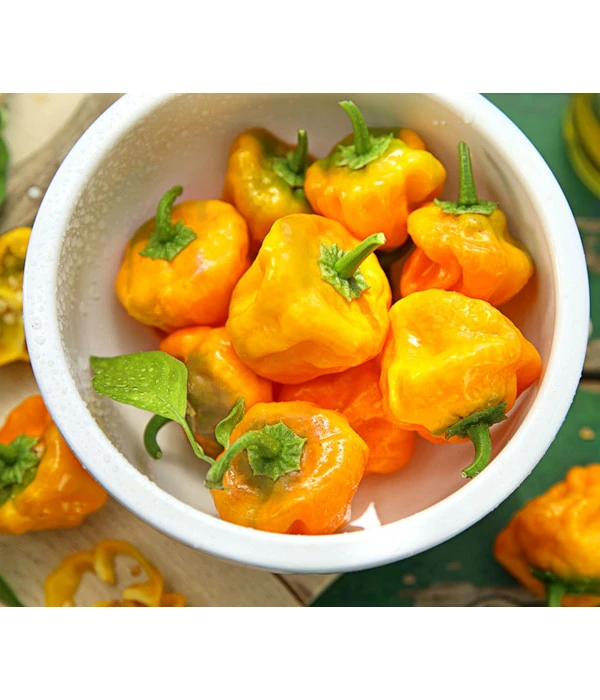 Chili 'Scotch Bonnet' 3 Chili 'Scotch Bonnet'