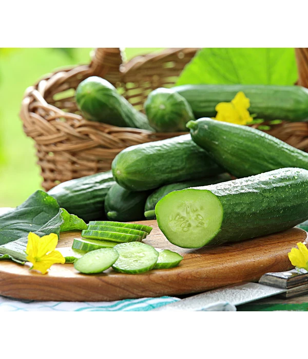 Mini Schlangengurke 3 Mini Schlangengurke