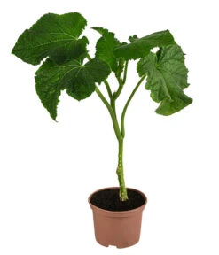 Bestseller -Pflanzenglück Geschäft 8830788 WE FS 001 Schlangengurke