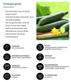Schlangengurke -Pflanzenglück Geschäft 8830788 WE IG 001 Schlangengurke