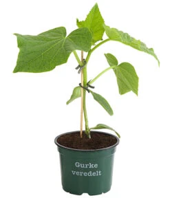 Bestseller -Pflanzenglück Geschäft 8830853 WE FS 001 BioSchlangengurkeVeredelt