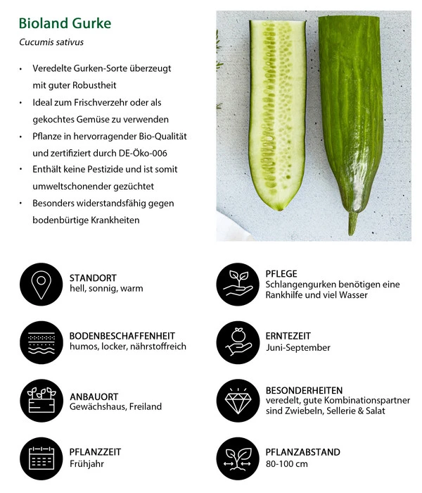 Bioland Gurke, Veredelt 8 Bioland Gurke, Veredelt – Bild 6