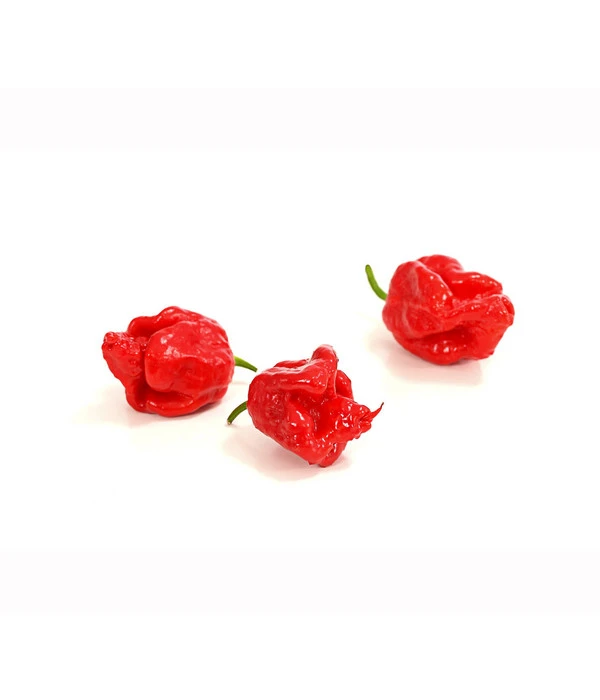 Chili 'Carolina Reaper' 5 Chili 'Carolina Reaper' – Bild 3