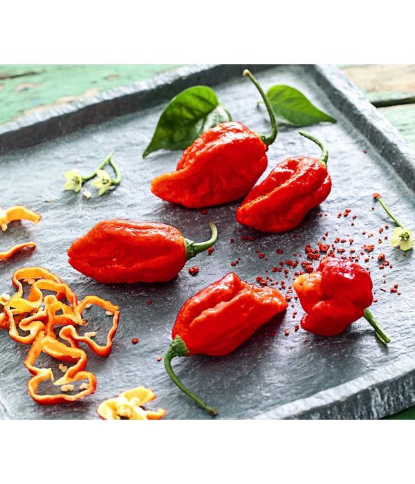 Chili 'Carolina Reaper' 3 Chili 'Carolina Reaper'