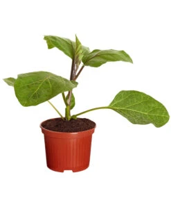 Aubergine 10 Aubergine -Pflanzenglück Geschäft 8831380 PR FS 001 AubergineT10 5DehnerExpressZS