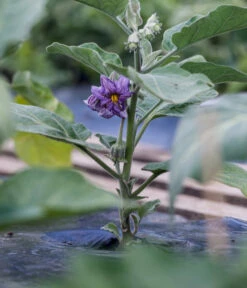 Aubergine 14 Aubergine -Pflanzenglück Geschäft 8831380 WE MO 002 SolanumAubergineBluete