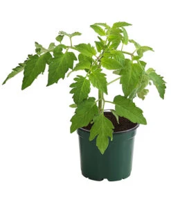 Bestseller -Pflanzenglück Geschäft 8831463 WE FS 001 EiertomateBioLycopersiconEsculentumT12