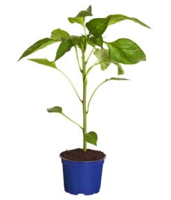 Bestseller -Pflanzenglück Geschäft 8831562 WE FS 001 PaprikaTommyT12DehnerExpressZS