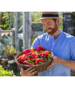 Spitzpaprika, Rot 8 Spitzpaprika, Rot -Pflanzenglück Geschäft 8831588 8833501 8831034 8831687 8831125 8830382 WE MO 001 Titel GC07 2020 02 PaprikaSpitzpaprikaSnackpaprikaPeproniPiriPiri