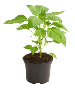 Milde Peperoni -Pflanzenglück Geschäft 8831695 WE FS 001 PeperoniMildCapsicumAnnuumLongumDehnerExpressHerzig