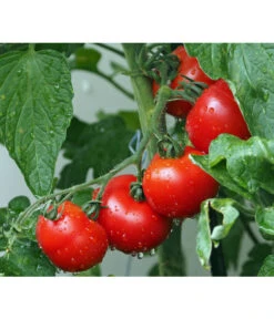 Bestseller 20 Bioland Buschtomate