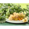 Dehner Ananaskirsche Physalis 1 Dehner Ananaskirsche Physalis -Pflanzenglück Geschäft 8837965 WE MO 001 GourmetAndenbeereGoldvital